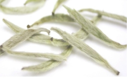 ชาขาว,Whitetea,chiangmaitea,เชียงใหม่