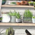 wallpaper ���� ���ѵ��  ��ǹ���� 1 ��ǹ 5 ���ҧ���� ���ҧ 53 cm ��� 10 m  ch
