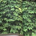 wall�԰��� �������ǹ�˭�15��� ���15.6� �1.06 � cnt