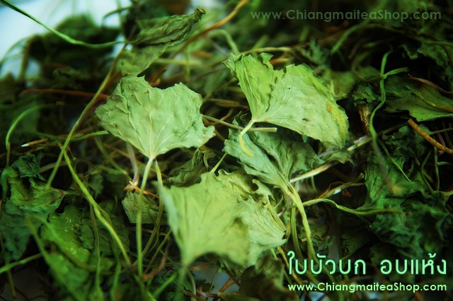 ใบบัวบกอบแห้ง (Gotu kola Leaf) 1 Kg.