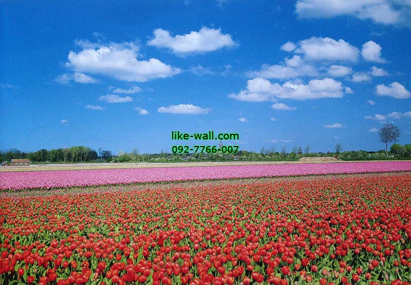 วอลเปเปอร์ติดผนัง ลาย Tulips farm