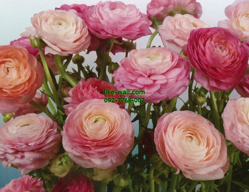 วอลเปเปอร์ติดผนัง ลาย Blooms buttercups