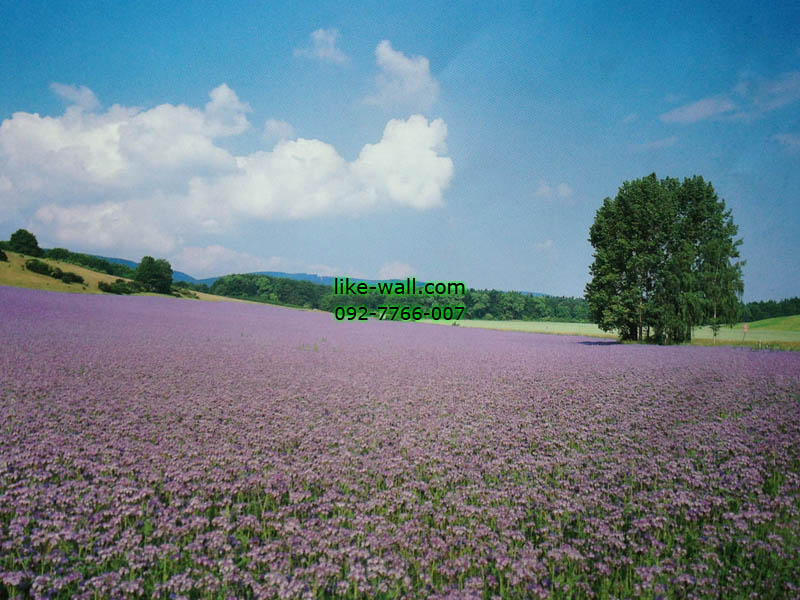 วอลเปเปอร์ติดผนัง ลาย Lavender plantation