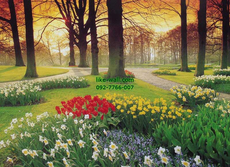 วอลเปเปอร์ติดผนัง ลาย Tulips garden at Sunset