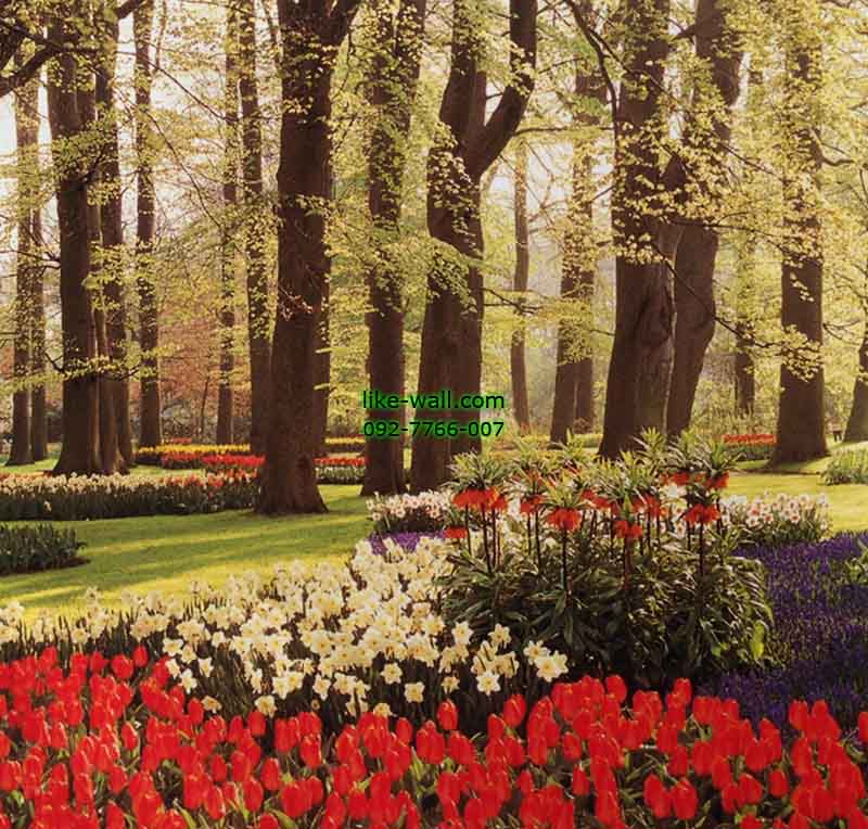 วอลเปเปอร์ติดผนัง ลาย Flowers in bloom in keukenhof of gardens