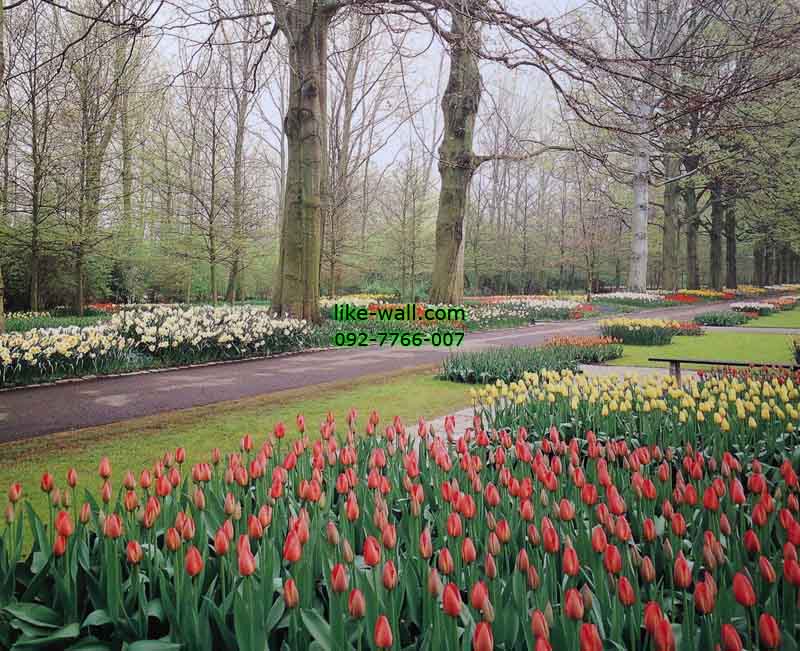 วอลเปเปอร์ติดผนัง ลาย Tulips garden in March