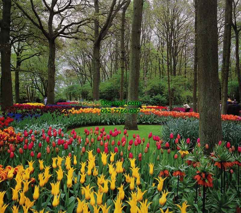 วอลเปเปอร์ติดผนัง ลาย Keukenhof Tulip Garden