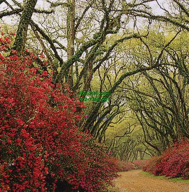 วอลเปเปอร์ติดผนัง ลาย Red Flower Path through woods