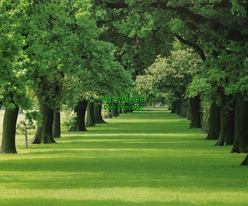 วอลเปเปอร์ติดผนัง ลาย Oak Alley Plantation
