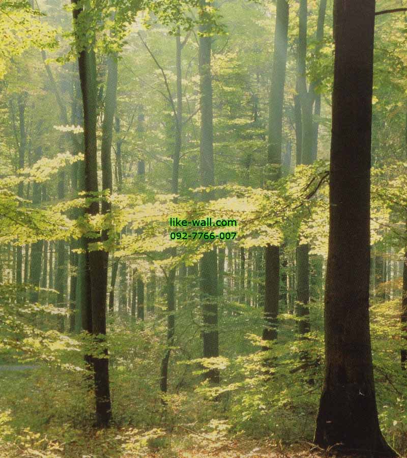 วอลเปเปอร์ติดผนัง ลาย Forest in Spring morning