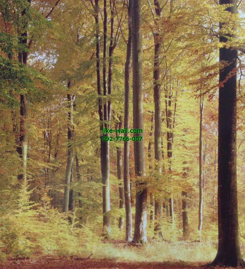 วอลเปเปอร์ติดผนัง ลาย Autumn forest facing the Sun