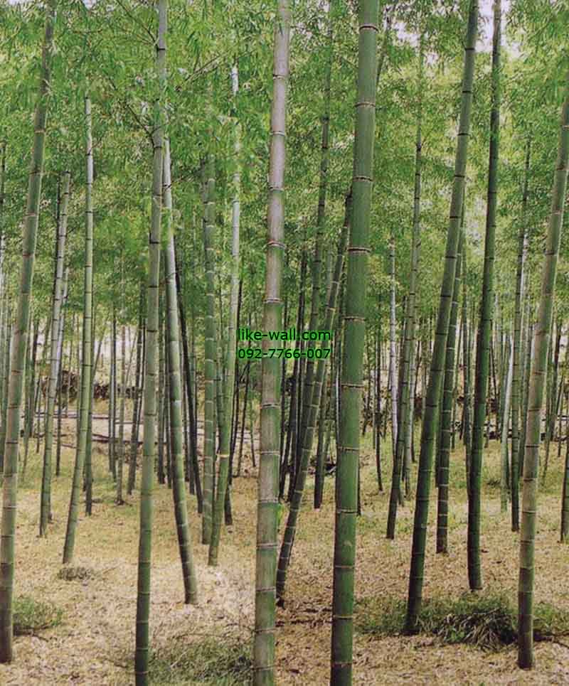 วอลเปเปอร์ติดผนัง ลาย Bamboo Backyard