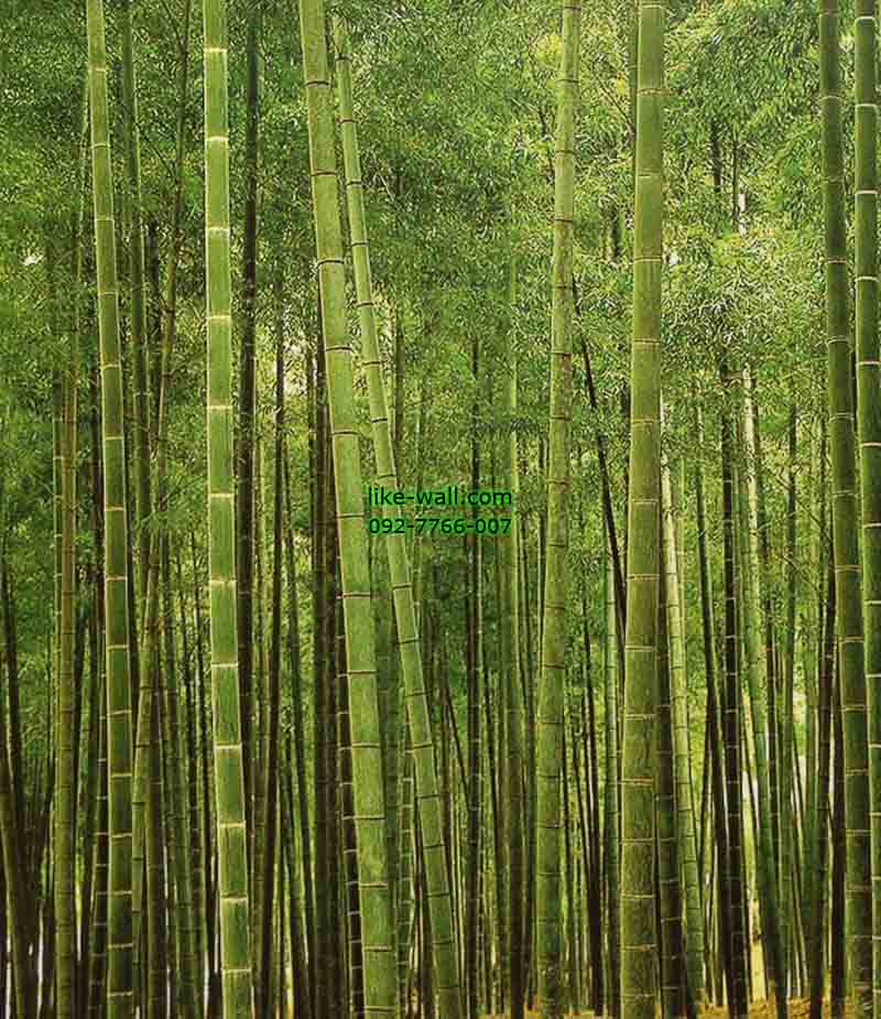 วอลเปเปอร์ติดผนัง ลาย Bamboo Plantation