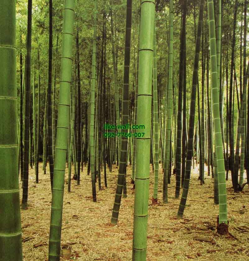 วอลเปเปอร์ติดผนัง ลาย Bamboo forest