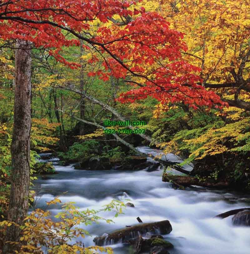 วอลเปเปอร์ติดผนัง ลาย Autumn Strean Oirase Valley