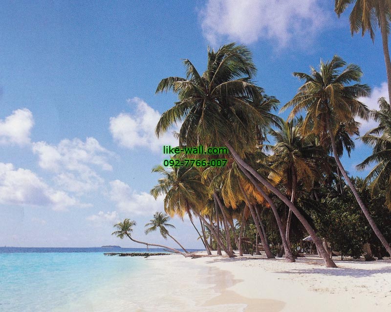 วอลเปเปอร์ติดผนัง ลาย Peaceful Palm Beach