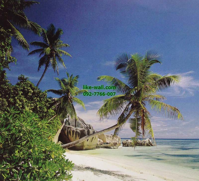 วอลเปเปอร์ติดผนัง ลาย Palm tree with rocks