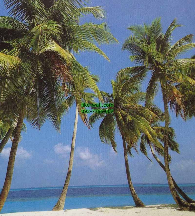 วอลเปเปอร์ติดผนัง ลาย Peaceful Palm Beach