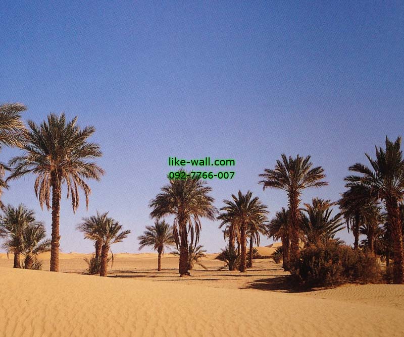 วอลเปเปอร์ติดผนัง ลาย Desert Palm
