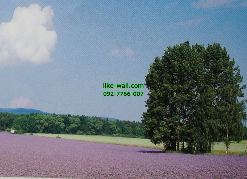 วอลเปเปอร์ติดผนัง ลาย Lavender plantation