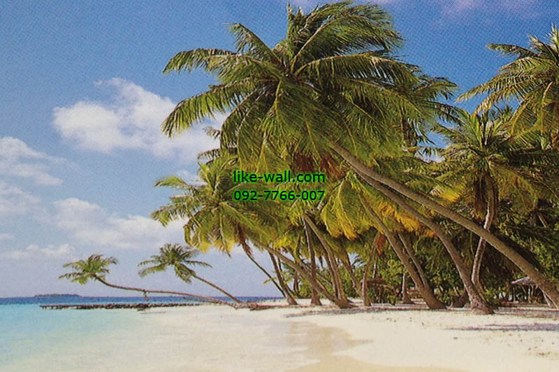 วอลเปเปอร์ติดผนัง ลาย Peaceful Palm Beach