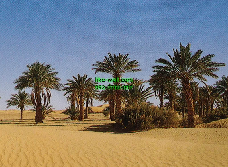 วอลเปเปอร์ติดผนัง ลาย Desert Palm