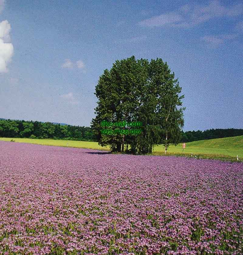 วอลเปเปอร์ติดผนัง ลาย Lavender plantation