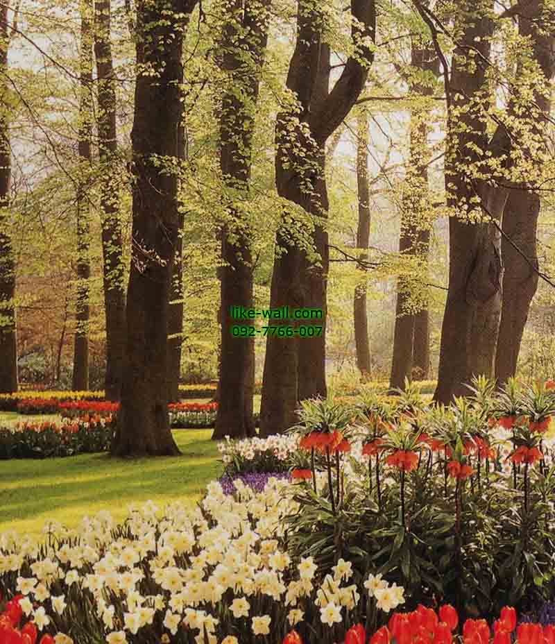 วอลเปเปอร์ติดผนัง ลาย Flowers in bloom in keukenhof of gardens