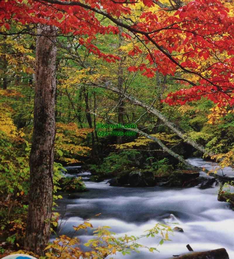 วอลเปเปอร์ติดผนัง ลาย Autumn Stream Oirase Valley