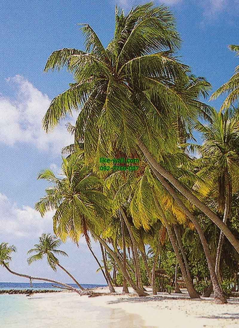 วอลเปเปอร์ติดผนัง ลาย Peaceful Palm Beach