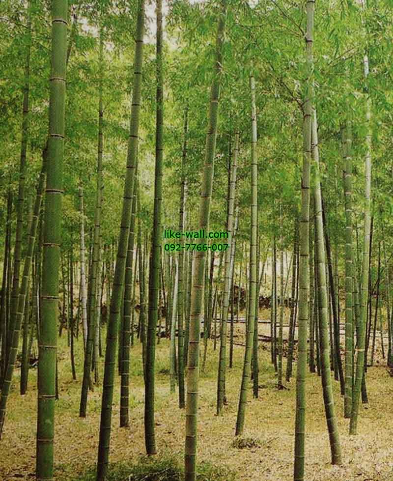 วอลเปเปอร์ติดผนัง ลาย Bamboo Backyard