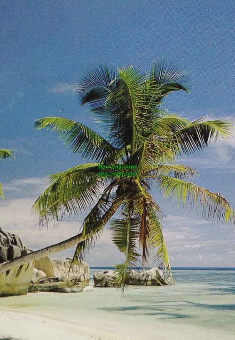 วอลเปเปอร์ติดผนัง ลาย Palm tree with rock
