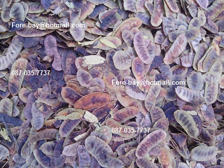 ขายส่งฝักมะขามแขกแห้ง สำหรับทำยาลดความอ้วน ทำยาระบาย 100% โทร 089-323-2395
