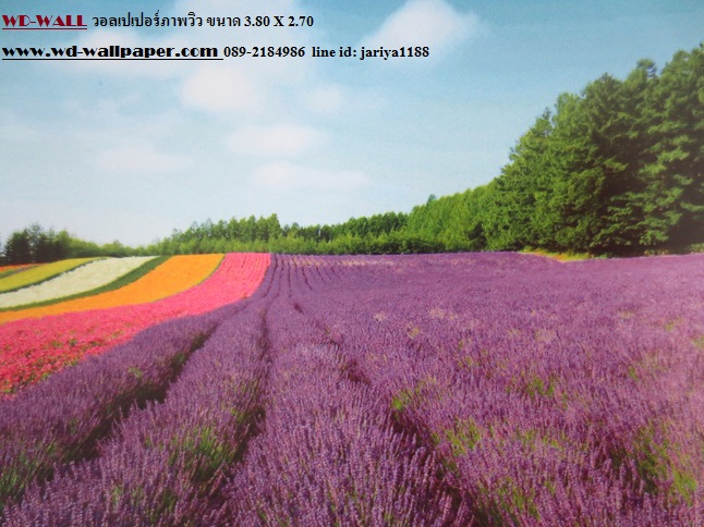 wd2 wallpaperภาพวิว ภาพธรรมชาติ