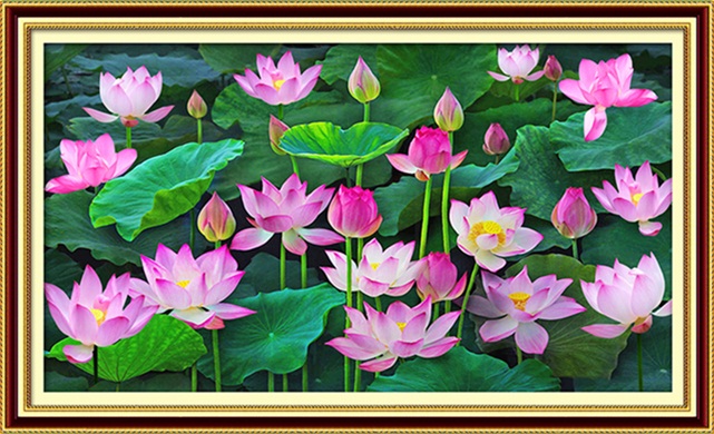 Lotus pond (พิมพ์ลาย)