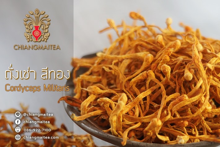 สมุนไพร ถั่งเช่าสีทอง (Cordyceps Militaris) 100 g.