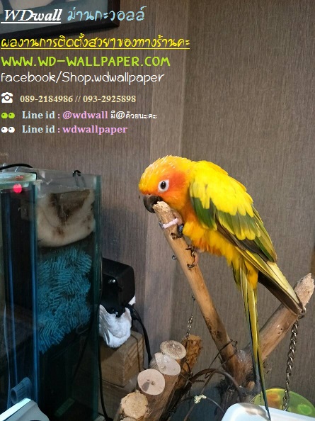 wd2 ตกแต่งผนังบ้านด้วย wallpaperติดผนัง By wdwall2