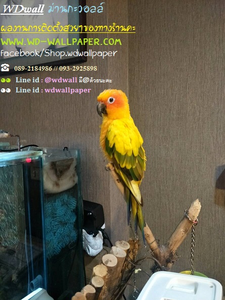 ไอเดียตกแต่งบ้านสวย ด้วยวอลเปเปอร์ติดผนัง By wdwall 2