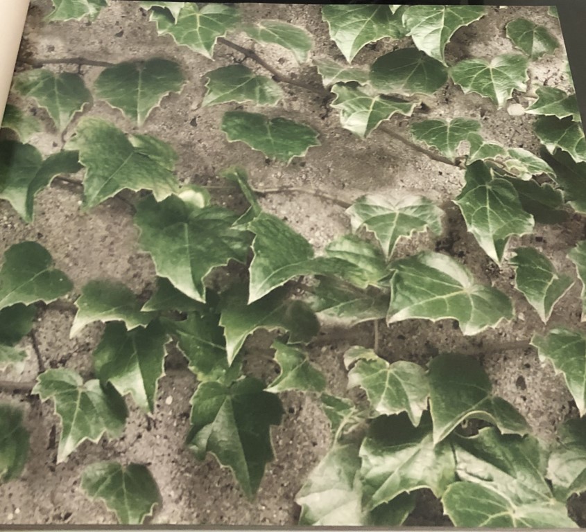 wallpaper ใบไม้ ขนสัตว์  ม้วนปกติ 1 ม้วน 5 ตารางเมตร กว้าง 53 cm ยาว 10 m  ip