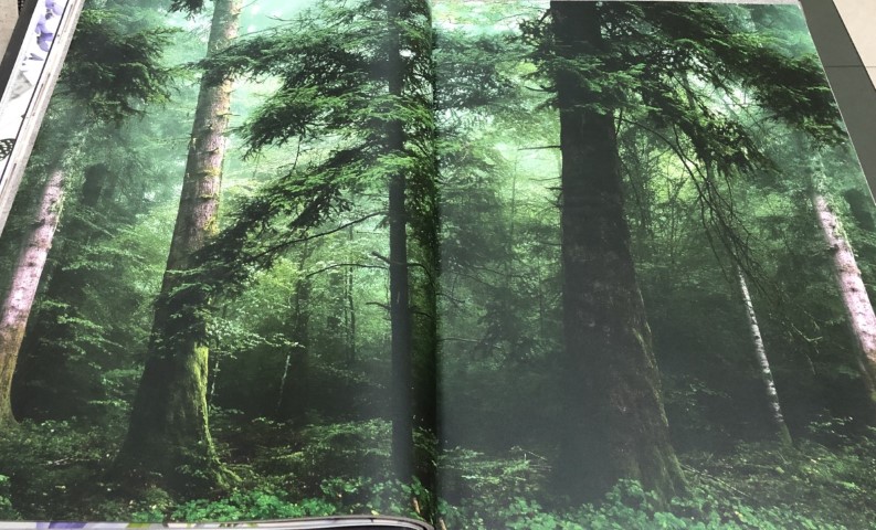 wallpaper ใบไม้ ขนสัตว์  ม้วนปกติ 1 ม้วน 5 ตารางเมตร กว้าง 53 cm ยาว 10 m  ch