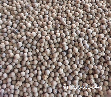 ขายส่งพริกไทยขาวเม็ด  พริกไทยเม็ดขาว White pepper  063-632-6441