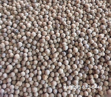 ขายส่งพริกไทยขาวเม็ด  พริกไทยเม็ดขาว White pepper  063-632-6441