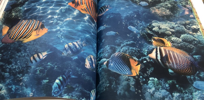 wallอิฐไม้ เกาหลีม้วนใหญ่15ตรม ยาว15.6ม ก1.06 ม cnt