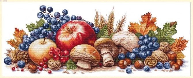 Fruit and mushroom (พิมพ์ลาย)