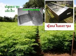 ขายส่งผงใบระรุม  ผงใบมะรุมผง 100%  Moringa   --- ขายปลีกและขายส่งผงใบมะรุมผงปลอดสาร  087-035-7737  ใบมะรุมบดผง จำหน่ายใบมะรุมบดผง สีเขียวสวย ส่งโรงงานยา