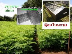 ขายส่งผงใบระรุม  ผงใบมะรุมผง 100%  Moringa   --- ขายปลีกและขายส่งผงใบมะรุมผงปลอดสาร  087-035-7737  ใบมะรุมบดผง จำหน่ายใบมะรุมบดผง สีเขียวสวย ส่งโรงงานยา