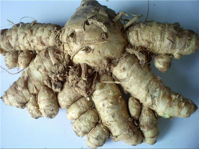 ขายส่งว่านชักมดลูกบดผง 100 %  --  ขายว่านชักมดลูกผง 100 %