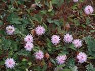 ชาไมยราบ ผงไมยราบ ไมยราบ มีชื่อวิทยาศาสตร์ว่า Mimosa pudica L.  : ขายหญ้าไมยราบแห้ง / บดผง sensitive plant, sleeping grass, shameplant