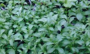 หญ้าหวานอบแห้ง (Stevia) 100%