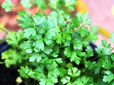 อิตาเลี่ยนพาสเล่ย์ ItalianParsley - #68528 - แหล่งซื้อขายสินค้าราคาถูก ลดพิเศษ! - Plazacool เปิดร้านค้าออนไลน์ ใครๆก็มีเว็บไซต์ขายของได้ง่ายๆ อิตาเลี่ยนพาสเล่ย์ Italianparsley - #68528 - แหล่งซื้อขายสินค้าราคาถูก ลดพิเศษ! - Plazacool เปิดร้านค้าออนไลน์ ใครๆก็มีเว็บไซต์ขายของได้ง่ายๆ